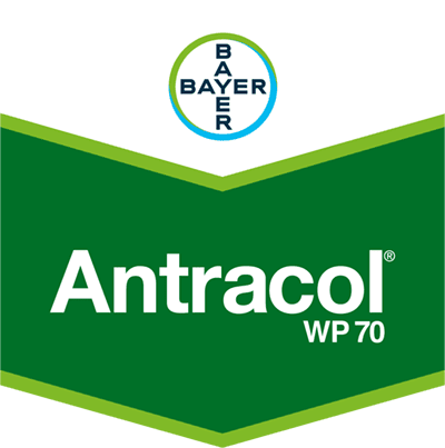 Antracol® WP 70