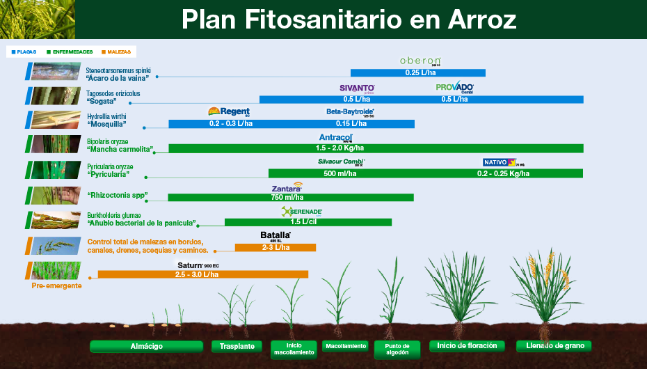 Fenología Arroz